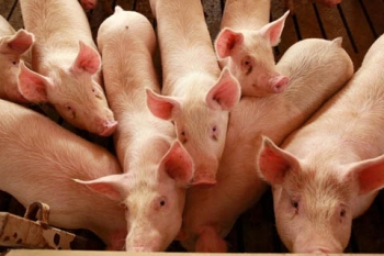 Durante a Crise a exportação de suínos no Brasil cresce 34%