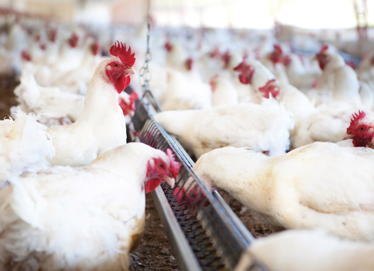 Receita da exportação de frango do Brasil dispara em fevereiro