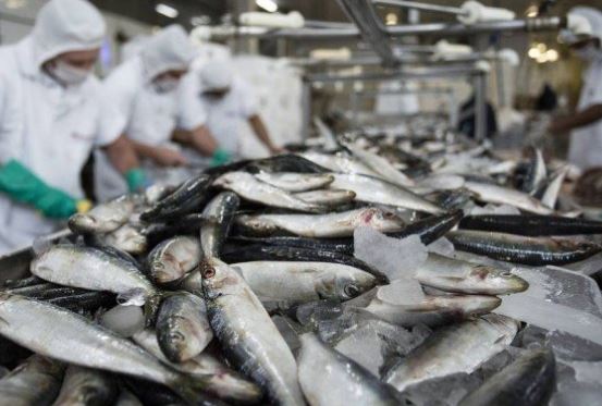 Ceará é líder entre estados exportadores de crustáceos e peixes