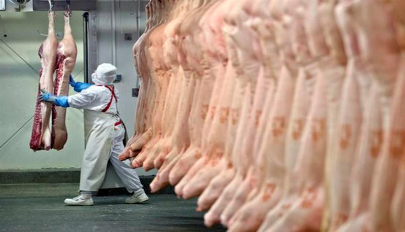 SC amplia exportações de carne suína para China, Chile e Argentina
