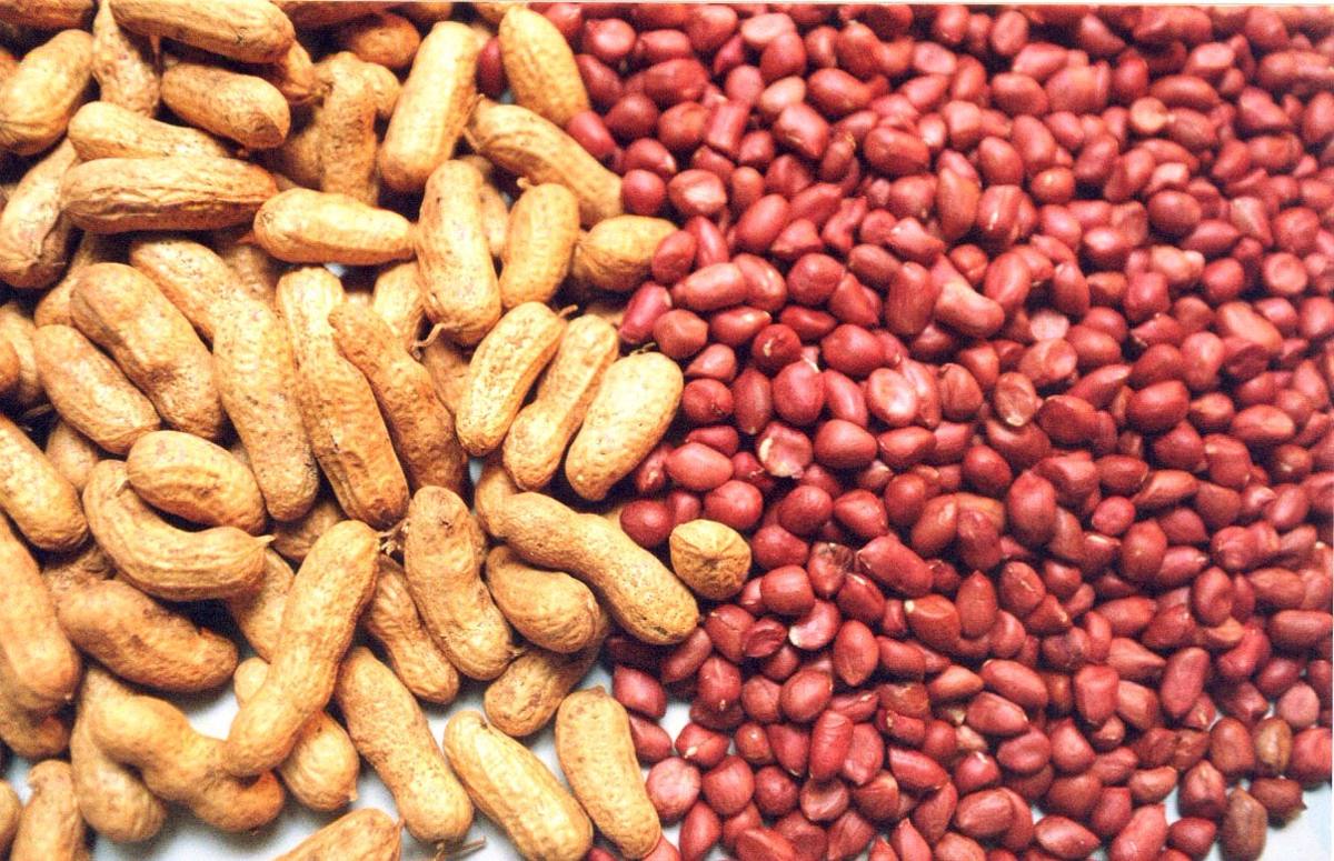 Investimentos em promoção elevam exportações de amendoim para US$ 195 milhões