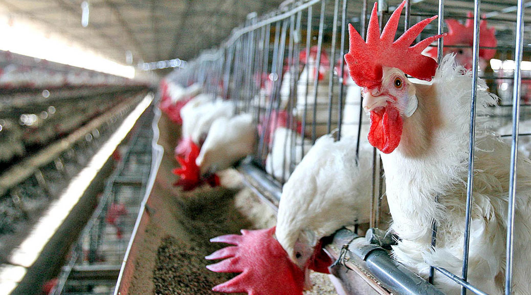 Avicultura reage e bate recorde histórico de exportação