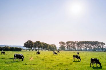 Brasil bateu recorde de exportação de carne bovina em junho de 2020